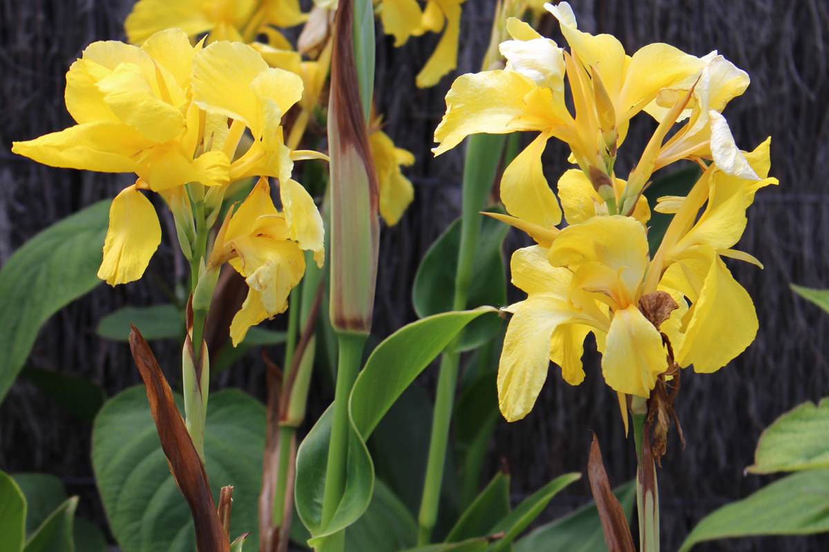 Canna 'Eden' (1)